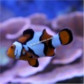 PICASSO CLOWNFISH